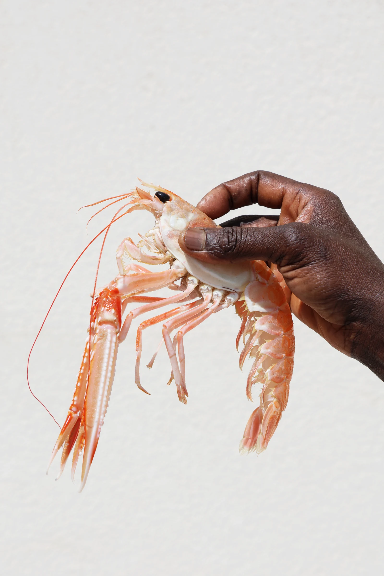 King Crab dell'Alaska
